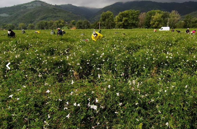 这种茉莉花只来自法国南部蓝色海岸的香水圣地格拉斯(grasse,而且