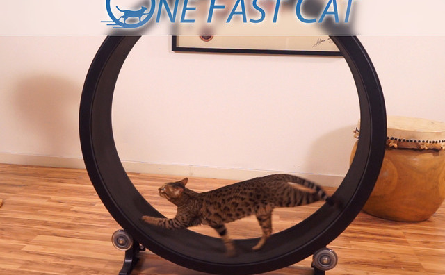 【华丽之选】猫咪快跑！One Fast Cat喵星人健身轮