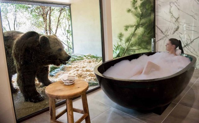 澳洲动物园内的精品酒店，让你和猛兽同吃同住