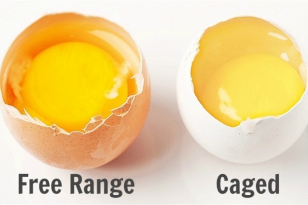 麦当劳宣布将在美国加拿大全面采用“无笼放养鸡蛋”，这意味着什么？