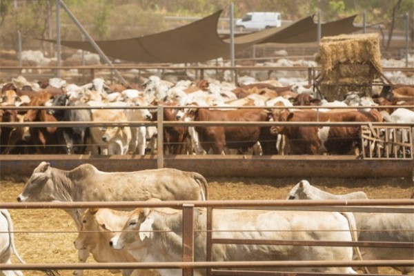 中国公司竞购韩国大小的澳洲私人养牛场被澳政府拒绝