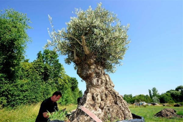 来自南欧的百年橄榄树成为德国富裕家庭的新宠