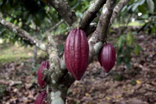 气候变暖危及种植环境，中美洲咖啡种植业面临可可豆的强势挑战