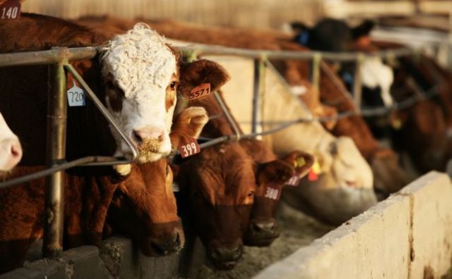取消牛肉出口限制，阿根廷再造 “牛肉王国”