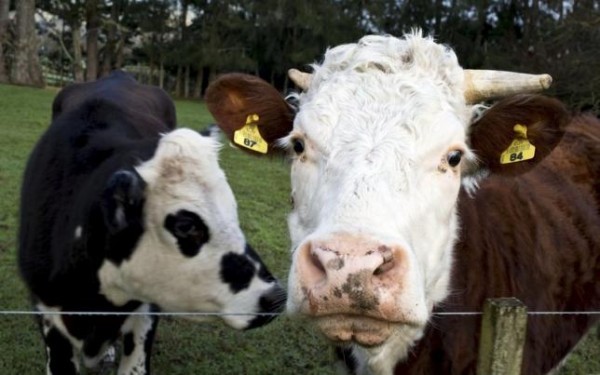 中国奶粉囤积过多，新西兰乳业陷入绝境，85%牧场亏损！