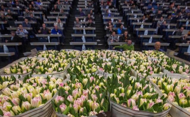 荷兰这家百年历史的鲜花行业巨无霸公司，年收入 45亿欧元！