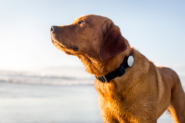 玛氏集团收购狗用智能项圈 Whistle，传金额达 1.17亿美元