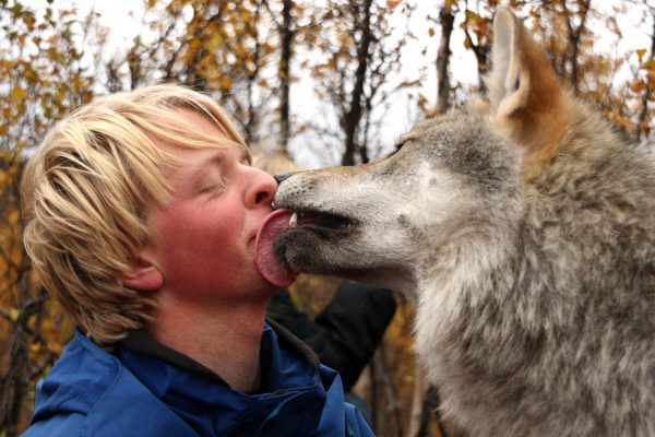 “与狼共舞”弱爆了，在挪威北极公园与野狼“接个吻”吧！