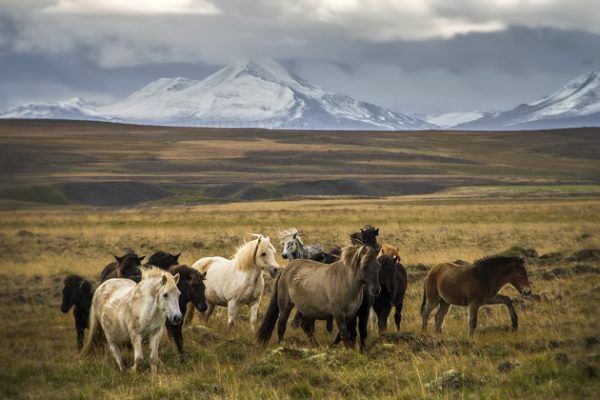 冰岛马：世界上最纯正的马种，是如何成为国家级奢侈品牌的？