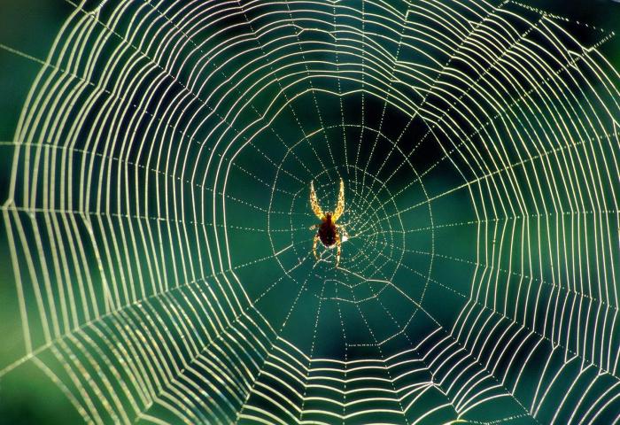 人人都是蜘蛛侠！“人造蜘蛛丝”研发取得重大进展，或将掀起全球纺织业的新革命