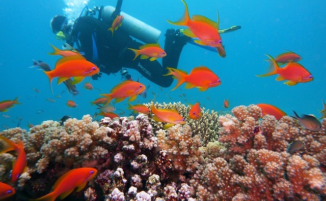 探索神奇海洋物种的好去处，盘点全球八大潜水胜地