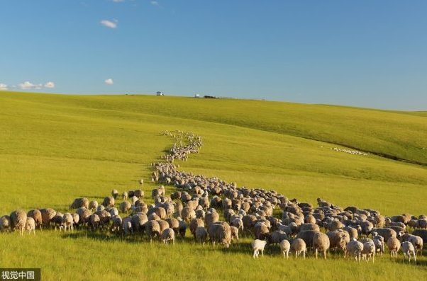 蒙古羊绒产业遭遇困境：极端天气频繁，产量过剩、价格下滑