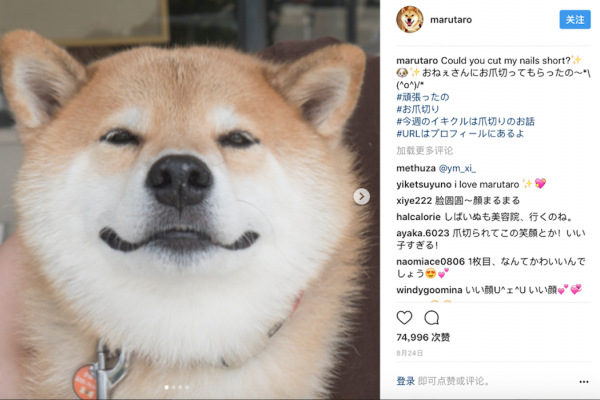 日本十大最具影响力的“平民” Instagram 账号，冠军是一只名叫 Marutaro 的柴犬