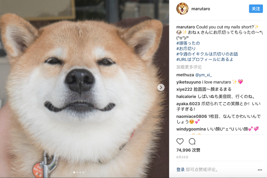 日本十大最具影响力的 平民 Instagram 账号 冠军是一只名叫marutaro 的柴犬 华丽志