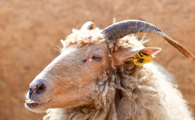 美国善待动物组织 PETA 发布南非农场虐待动物视频，促使全球70多个品牌和零售商宣布拒绝“安哥拉山羊毛”