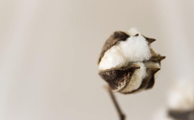 疫情致国际棉花价格跌至十年来最低