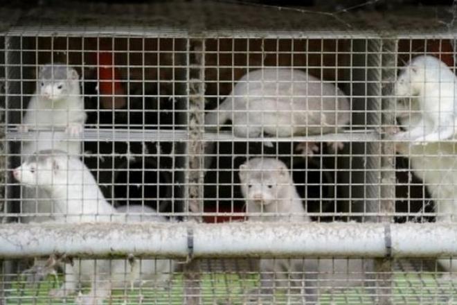 丹麦水貂养殖场发现变异新冠病毒，将捕杀1700万只水貂