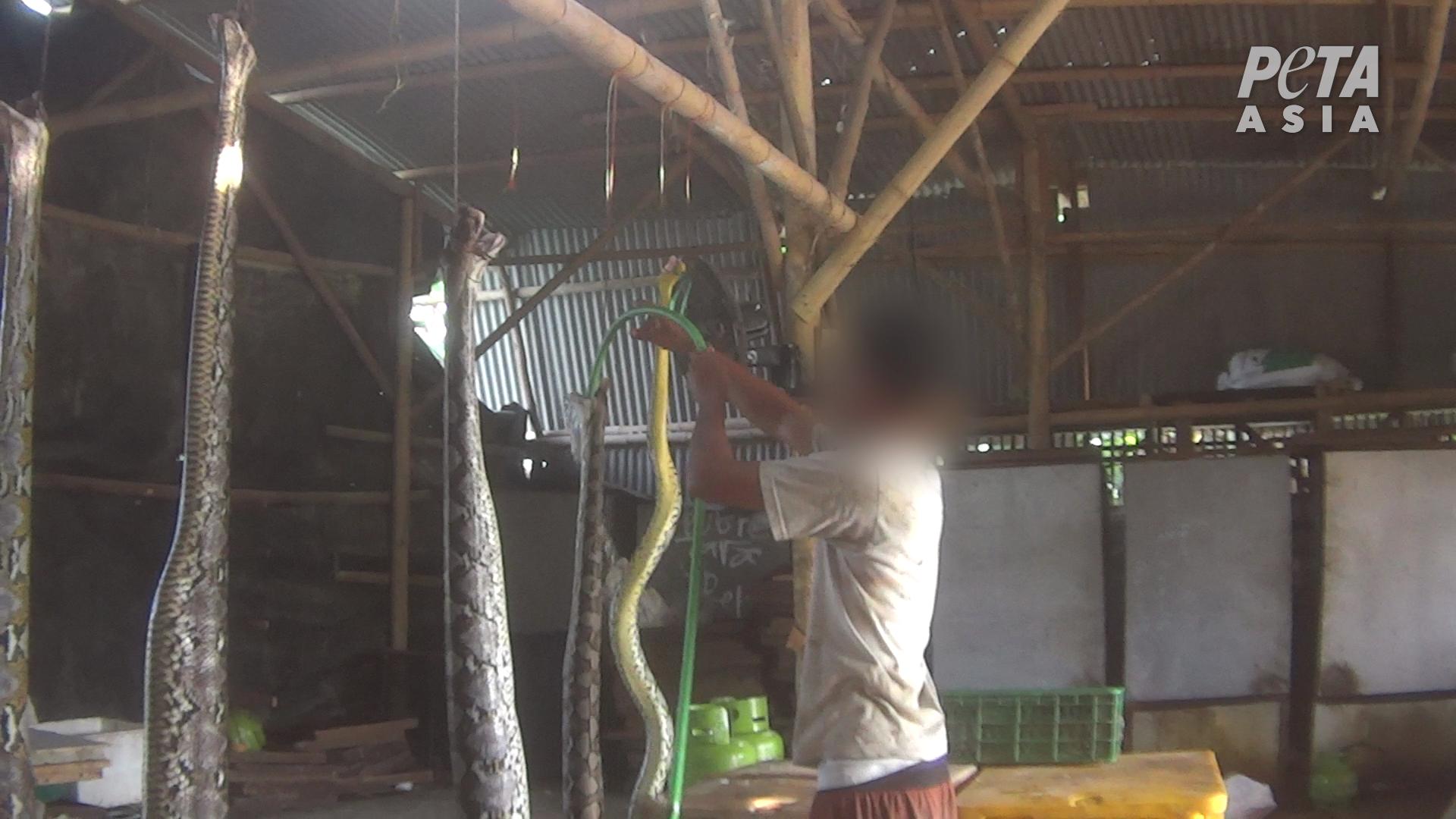 善待动物组织 PETA 指责开云集团和LVMH的印尼皮革供应商虐待蜥蜴和蛇