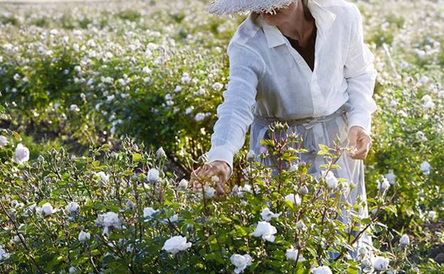 Lancôme 兰蔻位于格拉斯的生态玫瑰庄园落成，明年将向公众开放