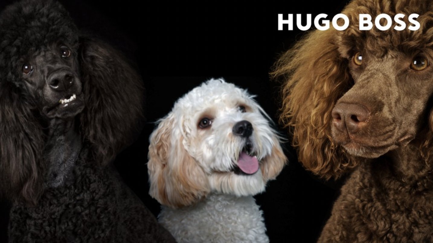 Hugo Boss联手爱尔兰高端宠物用品公司 Kanine推出首个宠物狗服饰系列