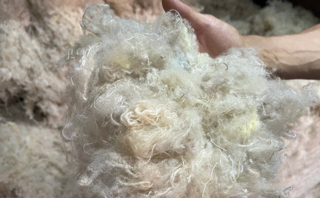 让羊毛循环再生！日本毛纺生产商三星毛糸发起 Rebirth WOOL 项目