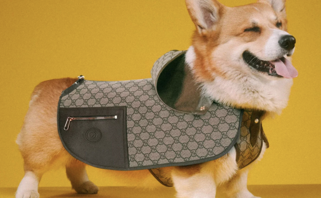 Gucci推出首个奢华宠物生活方式系列，迷你沙发售价达7万元人民币