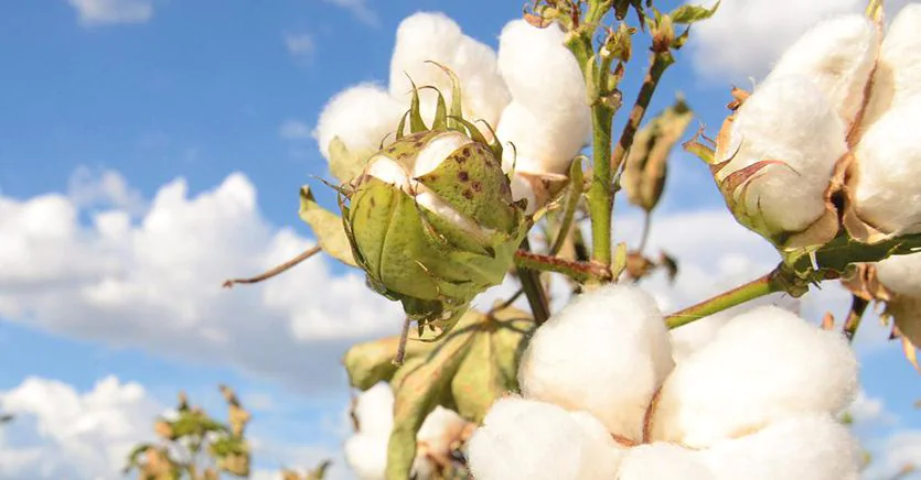 意大利服装制造商 Ovs与棉花供应商 Santiva合作，实现100%棉花本土化供应