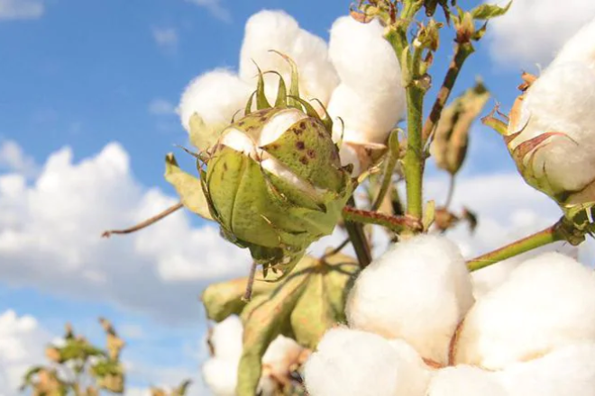 意大利服装制造商 Ovs与棉花供应商 Santiva合作，实现100%棉花本土化供应