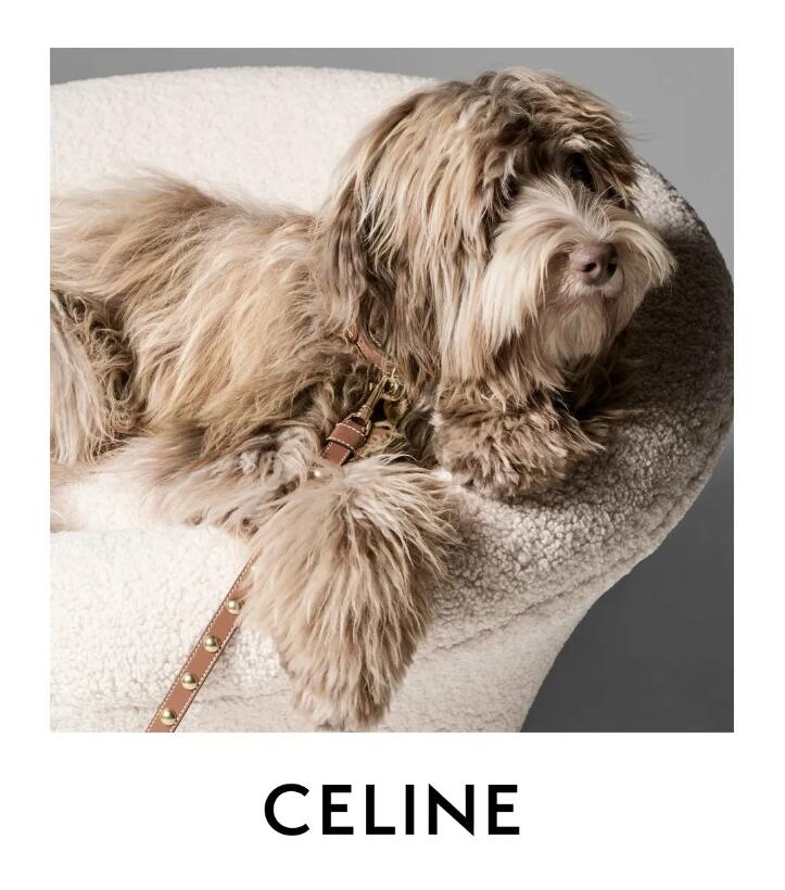 深度|从 Gucci 的猫窝到 Celine 的狗粮碗,奢侈品牌为何纷纷闯入宠物世界? – 华丽志
