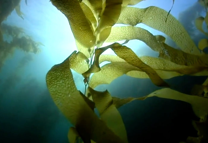戴比尔斯集团200万美元投资可持续海洋养殖创业公司 Kelp Blue