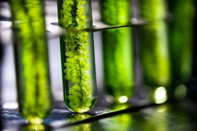 欧莱雅集团收购法国微藻生物技术公司 Microphyt 的少数股权，加速推进绿色科学战略