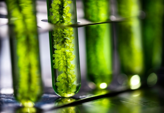 欧莱雅集团收购法国微藻生物技术公司 Microphyt 的少数股权，加速推进绿色科学战略
