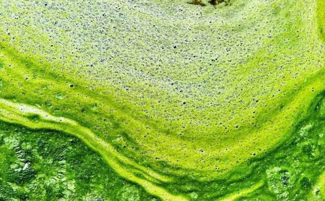 微藻热持续升温，资生堂集团向日本生物技术公司千年祭 CHITOSE旗下项目投资10亿日元