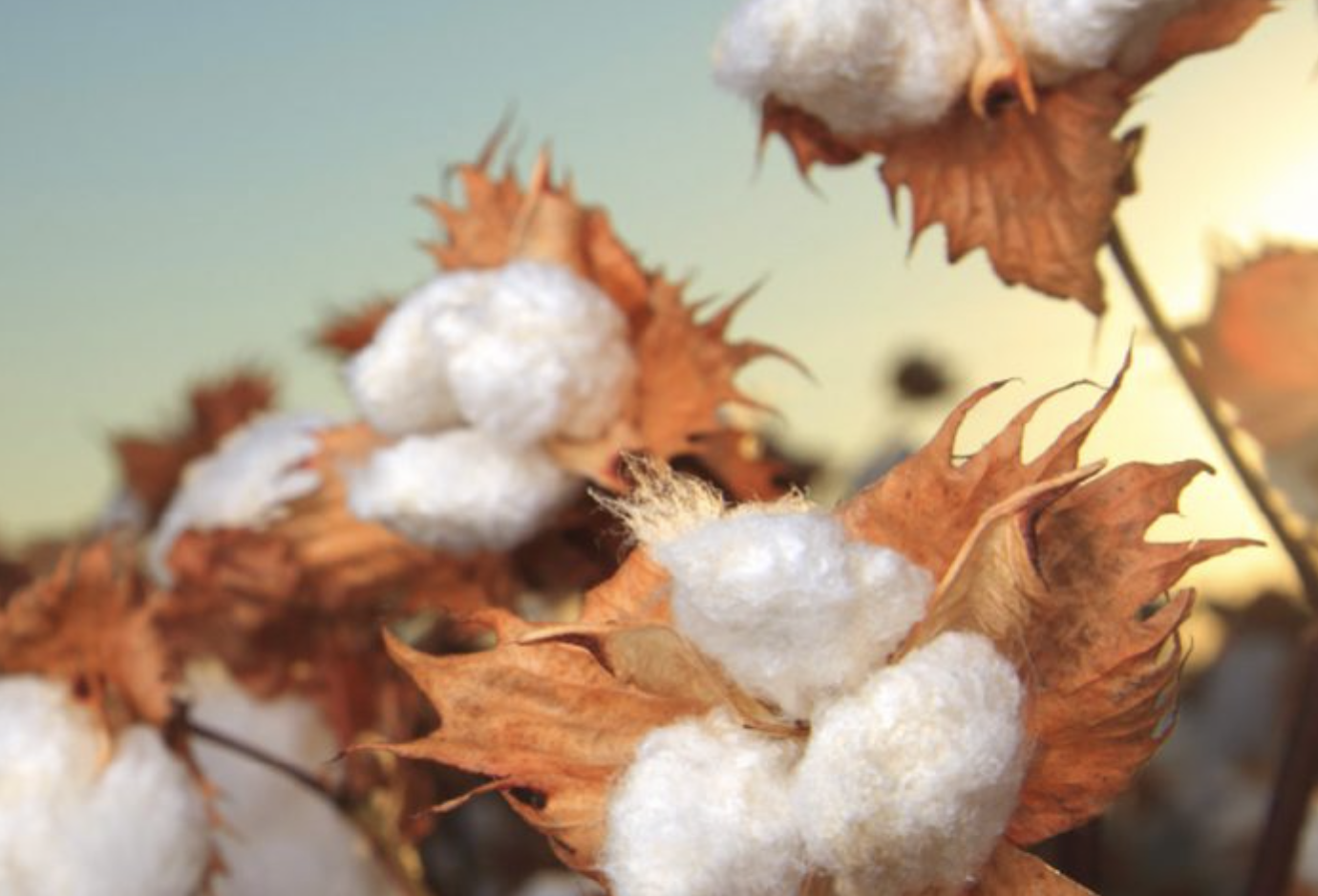 意大利有机棉市场供不应求，但品质良莠不齐