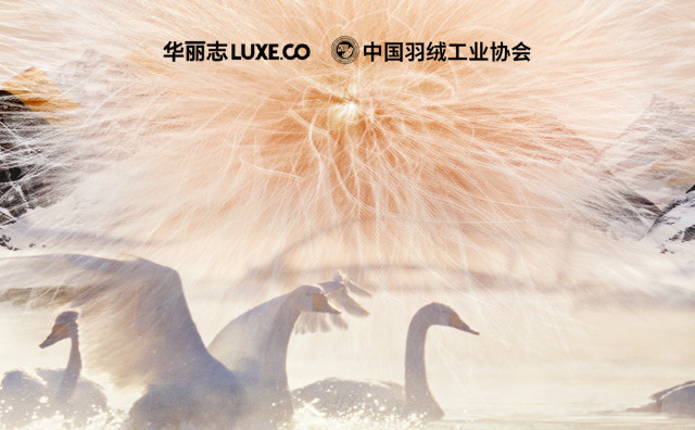 羽绒发展趋势之好鹅绒品质白皮书 | 好品质奠定品牌高端化基石