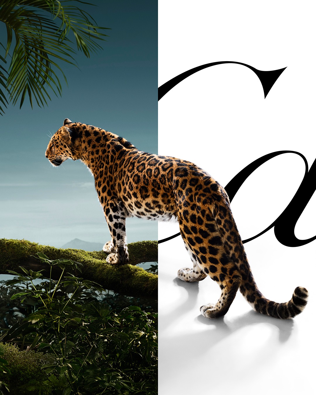 卡地亚品牌传播与营销高级副总裁解读:“猎豹”为何再度成为广告大片主角?