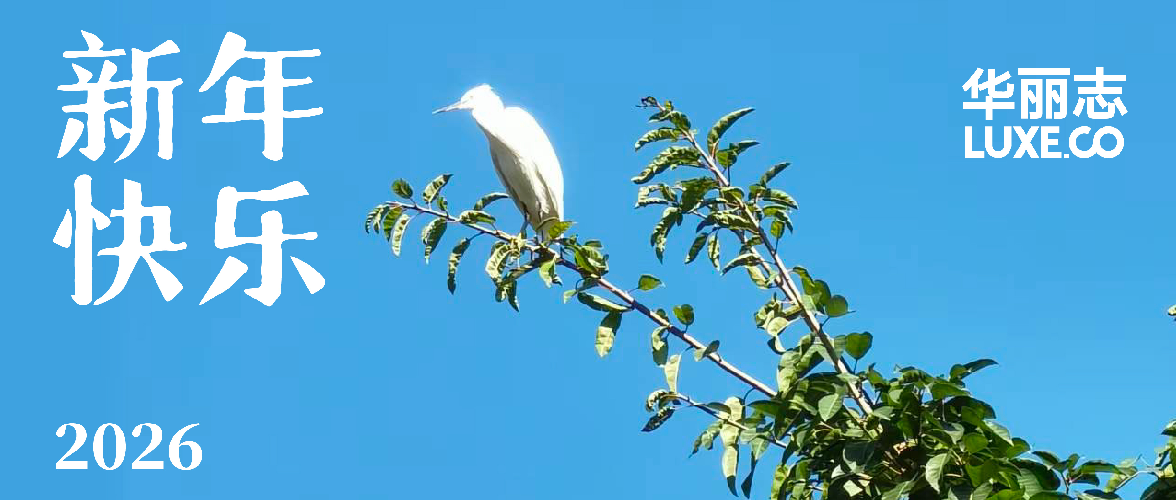 来自华丽志的新年祝福
